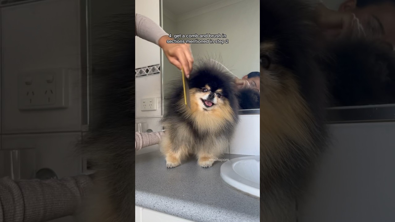 How I brush my Pomeranian 🤗 #dog #pomeranian