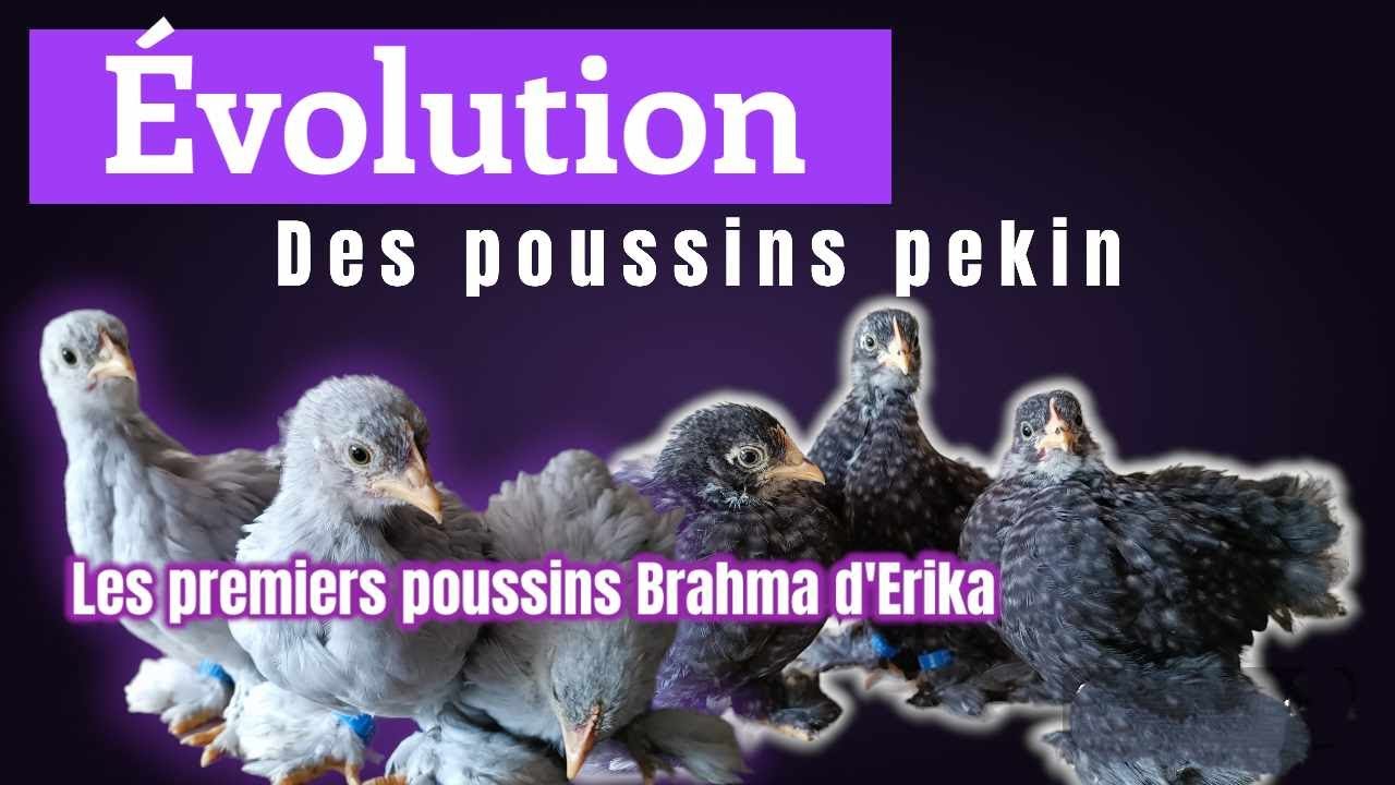 Evolution des poussins PEKIN