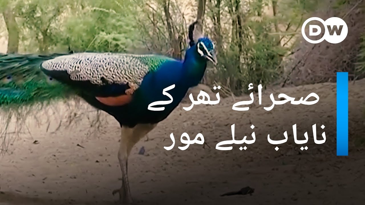 تھرپارکر کے صحراؤں کے نایاب مور، خشک سالی سے پریشان | DW Urdu
