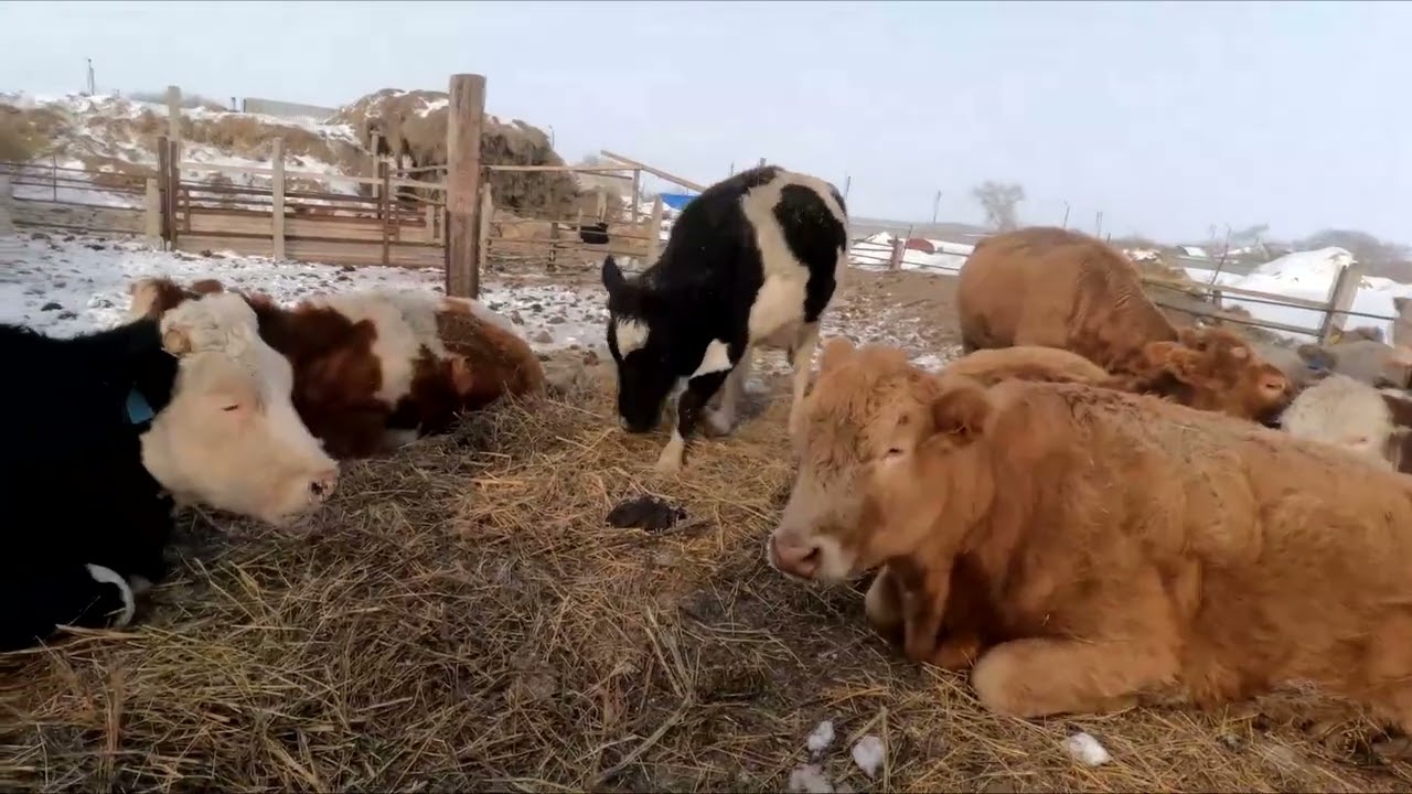 Большой бык подъел теперь стонет. Телятки в углу греются.