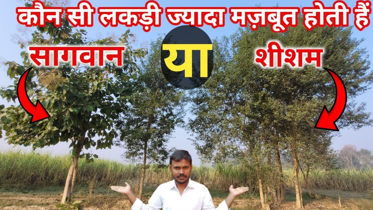 शीशम vs सागवान | Shisham Ka Furniture Kharide Ya Sagwan Ka | Teak Wood vs Sheesham Wood