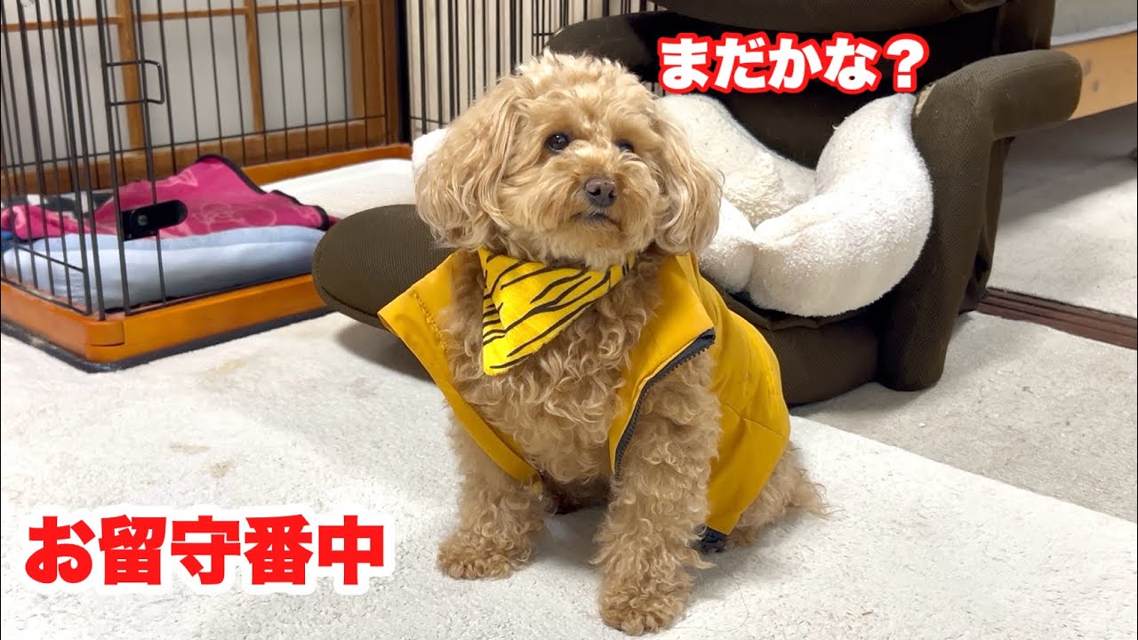 お留守番中はお座りでずっと外を気にしているトイプードル！