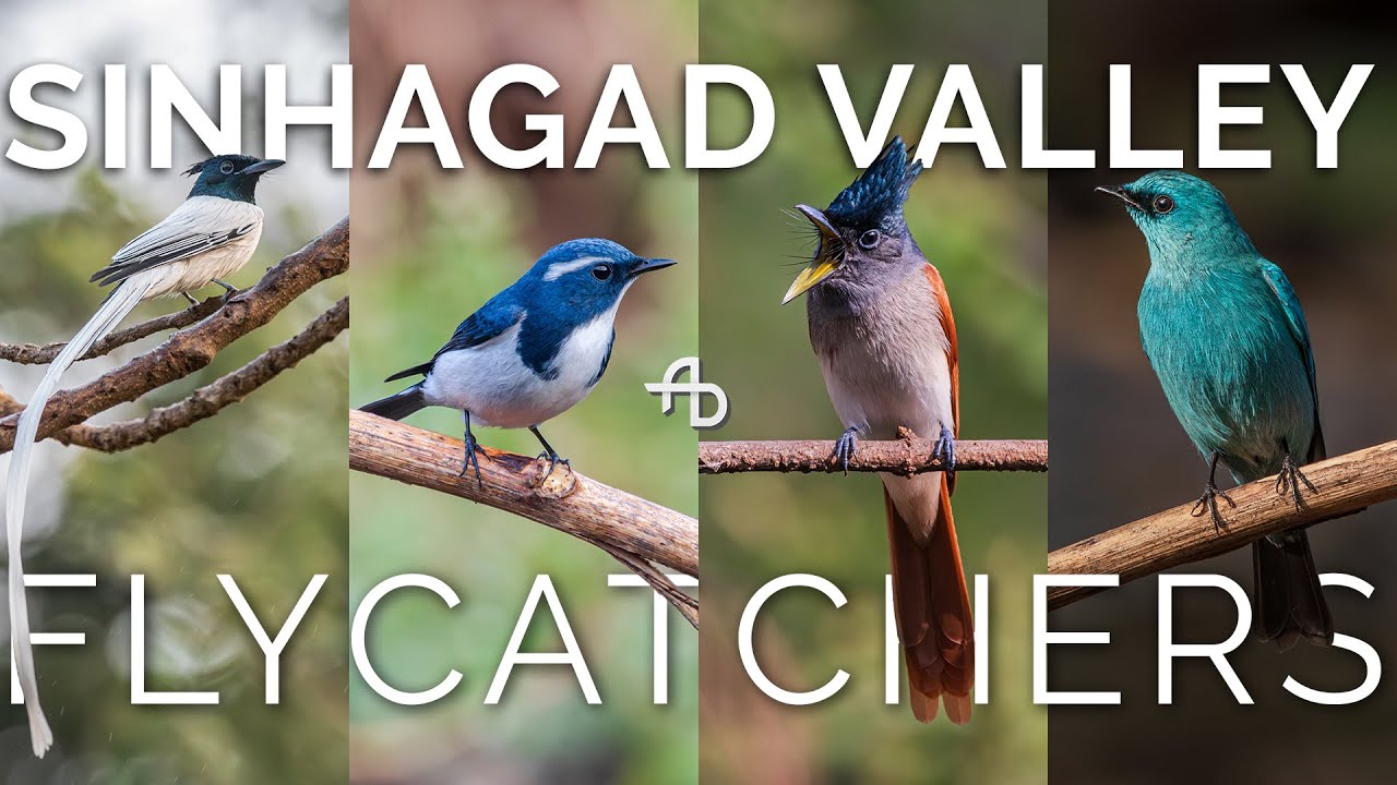 Rare Flycatchers @ Sinhagad Valley | Pune | Birding with AJINXD Artist