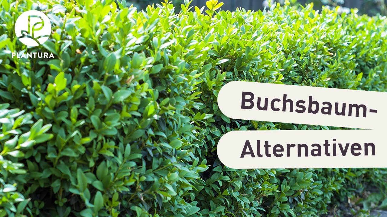 Buchsbaum-Ersatz: Die 6 besten Alternativen