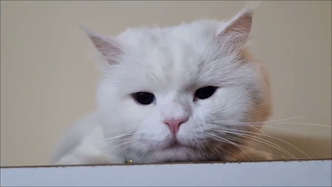 Adorable sleepy & Naughty cats ♥️ #catvideos #cat 