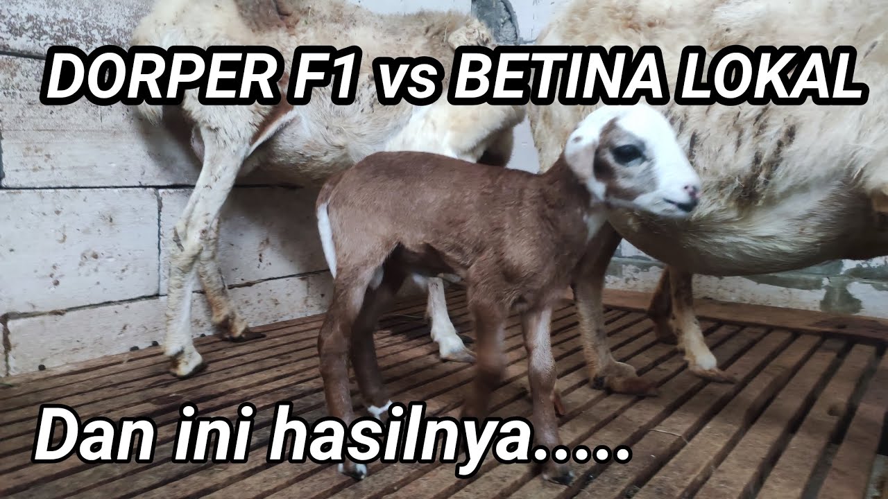 JANTAN DORPER F1 vs BETINA LOKAL, dan ini hasilnya....