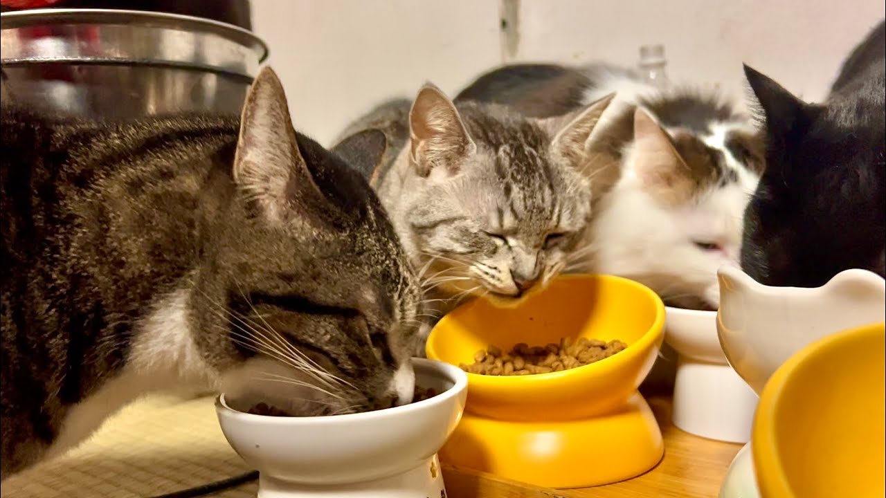猫のリアルなカリカリ音飯