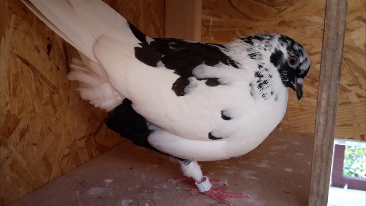 Mon premier pigeonnier - pr&eacute;sentation de ma cha&icirc;ne
