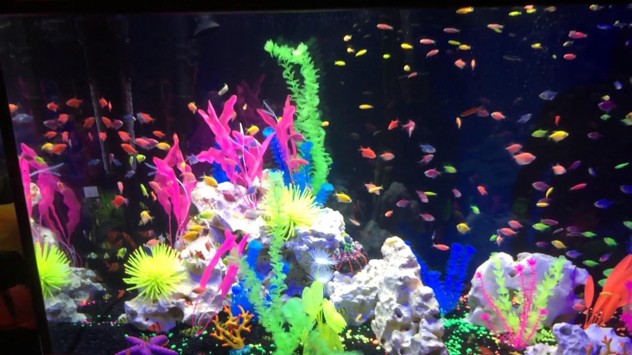265 Gallon Glo-Fish Display Tank!