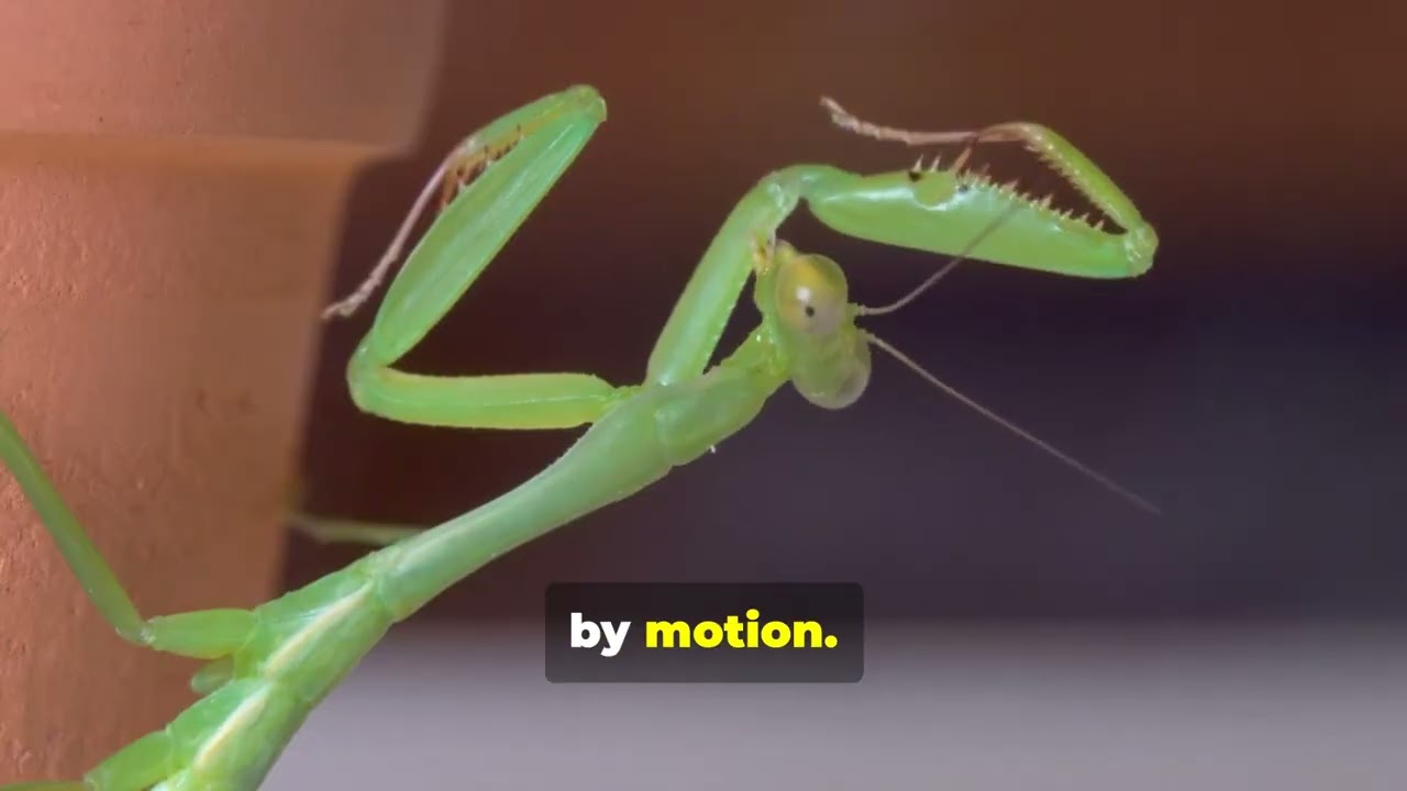 The Praying Mantis: Nature’s Deadliest Meditation Master