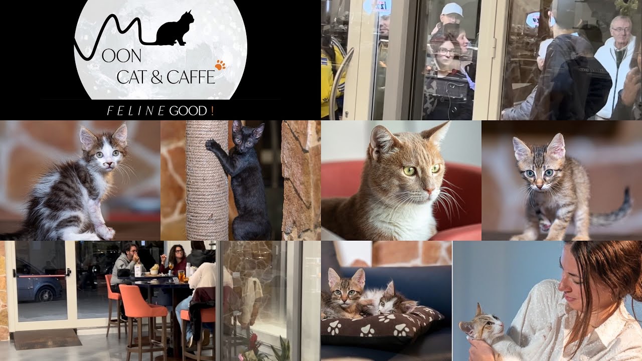 UN APERITIVO TRA I GATTI 🌙 🐾 ☕ MOON Cat & Caff&egrave; - Trani