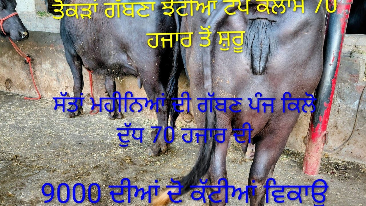 9779283441 ਟੋਪ ਕਲਾਸ ਝੋਟੀਆਂ ਵਿਕਾਊ 70 ਤੋਂ ਸ਼ੁਰੂ 9000 ਦੀਆਂ ਦੋ ਕੱਟੀਆਂ