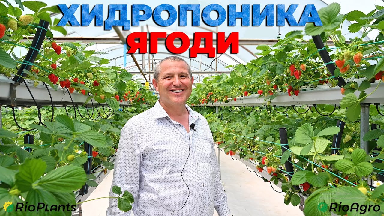 Ягоди с хидропонно отглеждане  - Струва ли си?