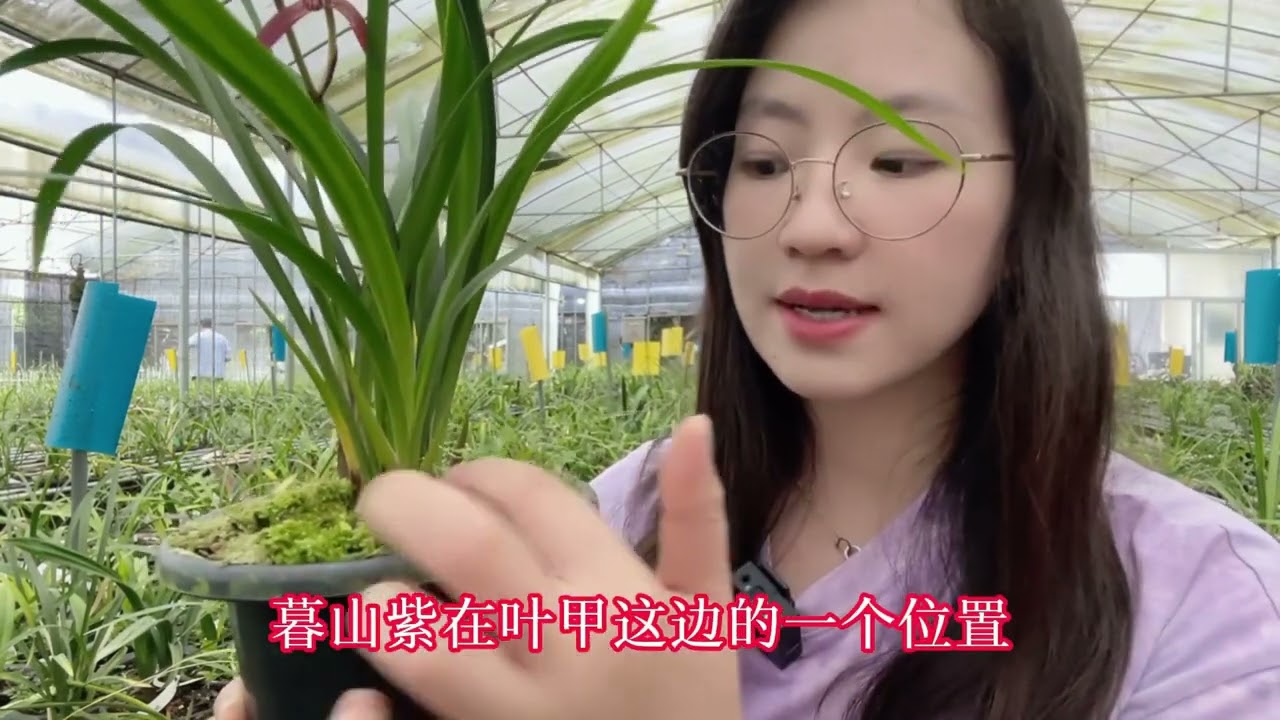 建兰顶级色花，你们还在傻傻分不清吗？