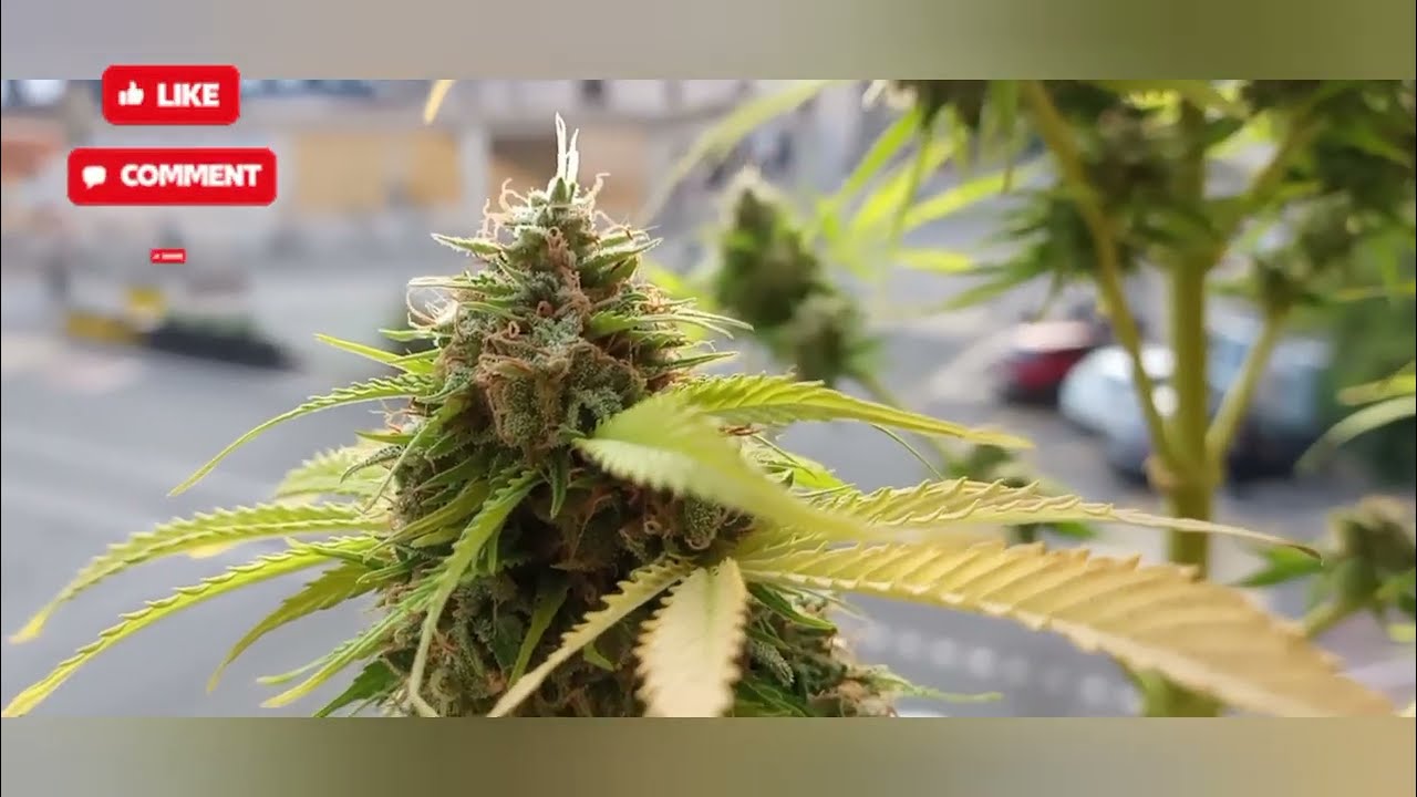 Auto Sour Diesel by Herbies