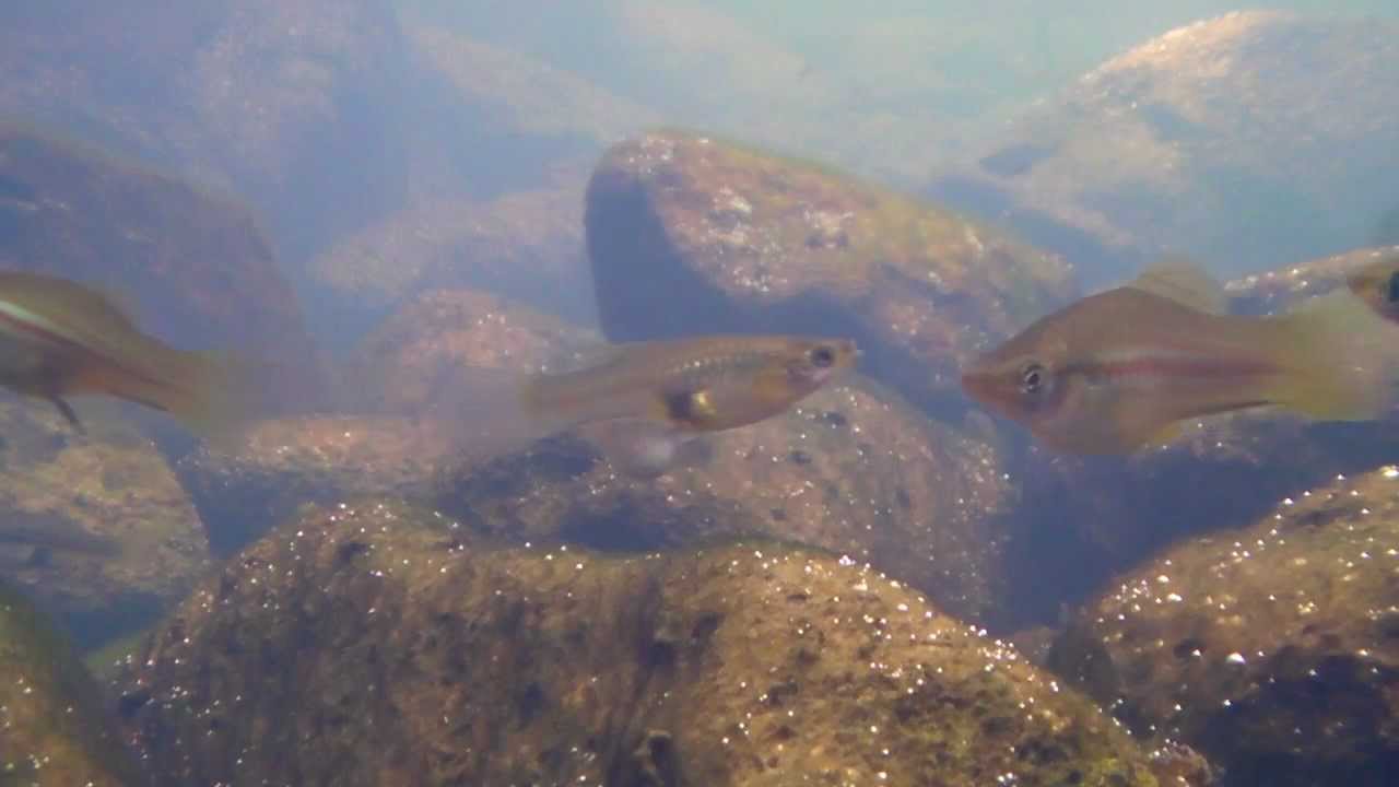 Xiphophorus variatus & helleri, SKHC, 2011