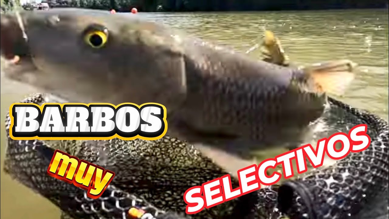 Pesca de Barbos muy selectivos  #pesca #pescamosca #flyfishing