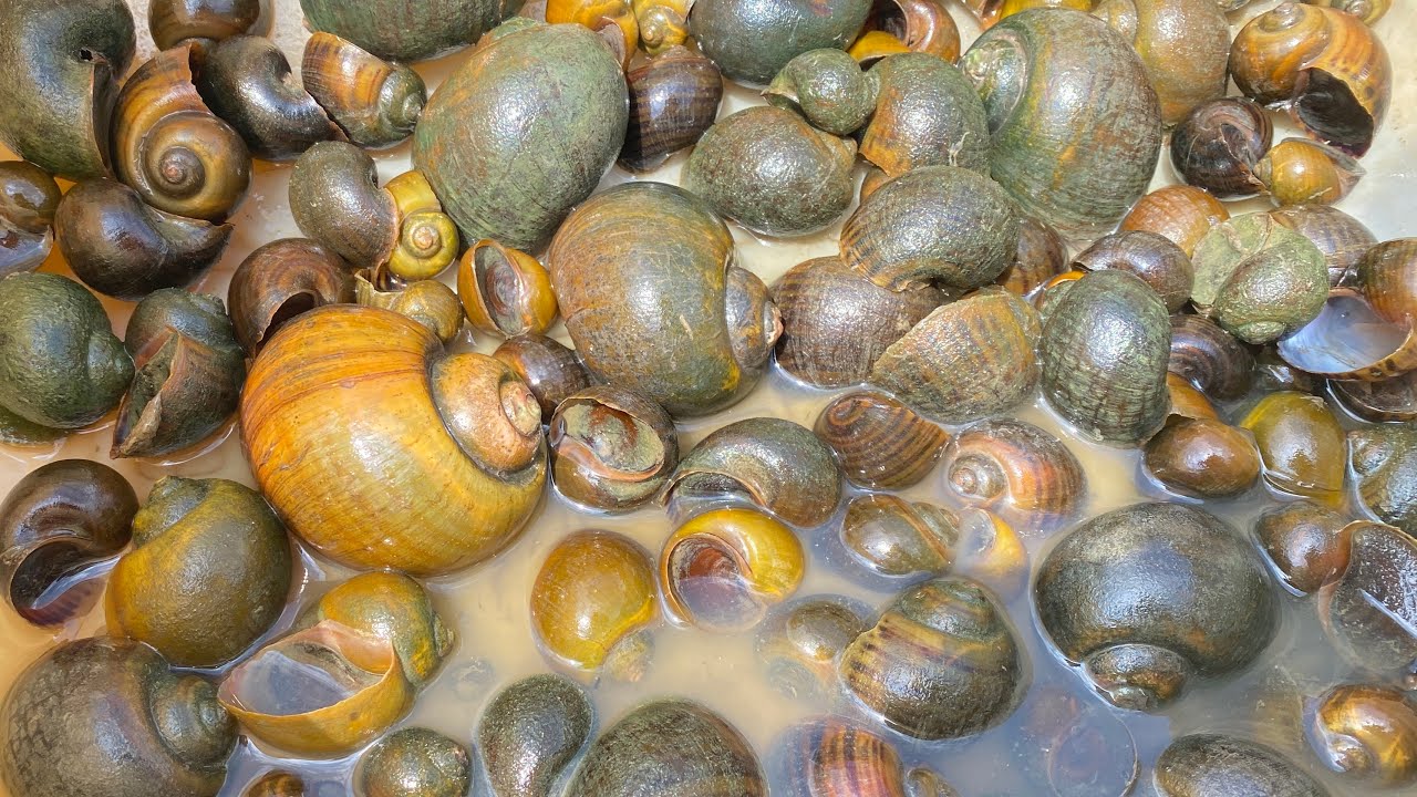 I found many in the lake.#snail #insects 