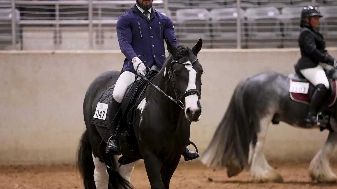 2024 Gypsy Nationals Braidmor Farm - CiCi’s Prince of The Forest Gypsies