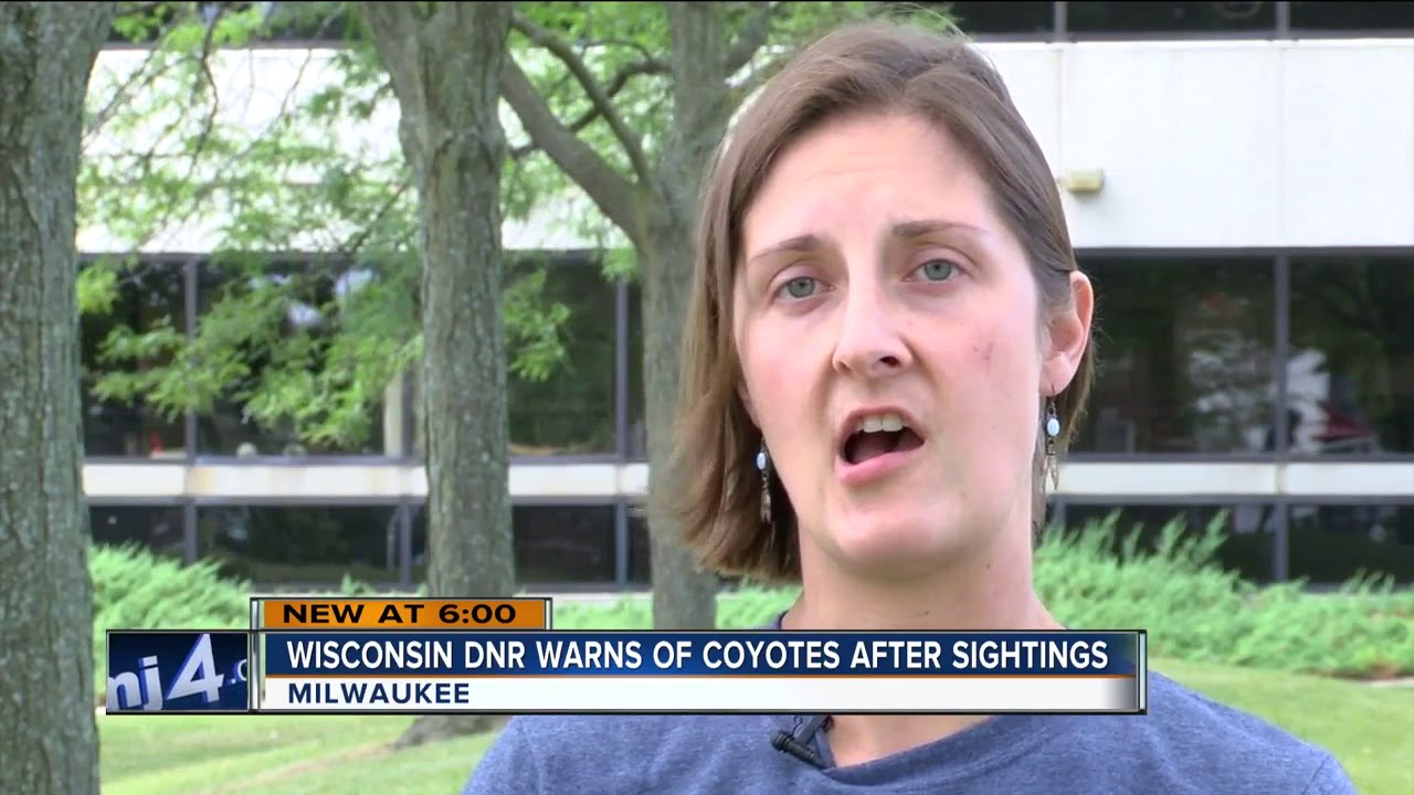 Wildlife experts warn of coyotes prowling neighborhoods