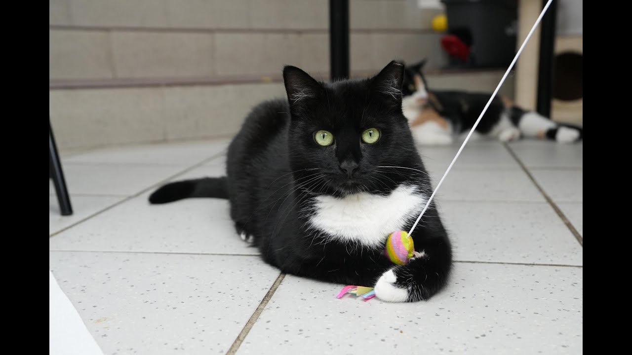 Jak wygląda ta nasza kociarnia? | Aktualizacja 10.01.2025