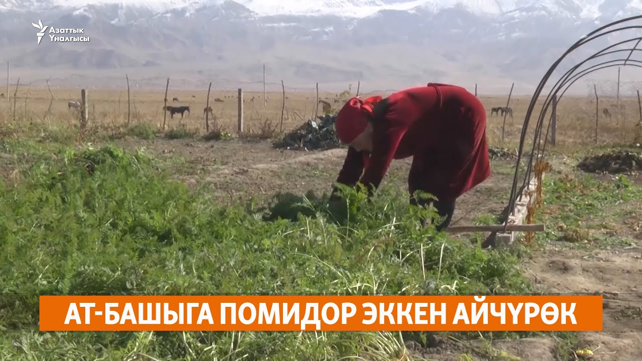 Ат-Башыга помидор эккен Айчүрөк