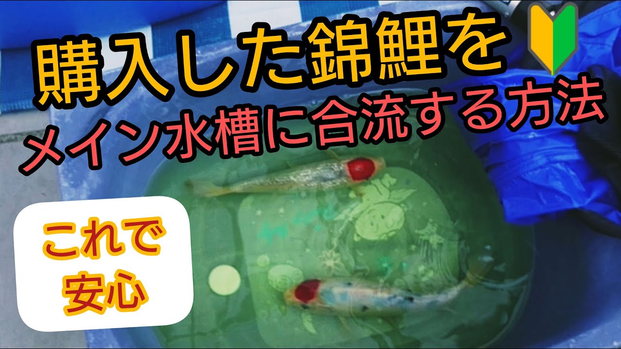 購入した錦鯉【合流方法】🔰これでリスクを減らせます🔰　#錦鯉　#nisikigoi　ปลาคราฟ　自宅池　飼育　濾過槽　#アクアリウム　#稚魚　消毒