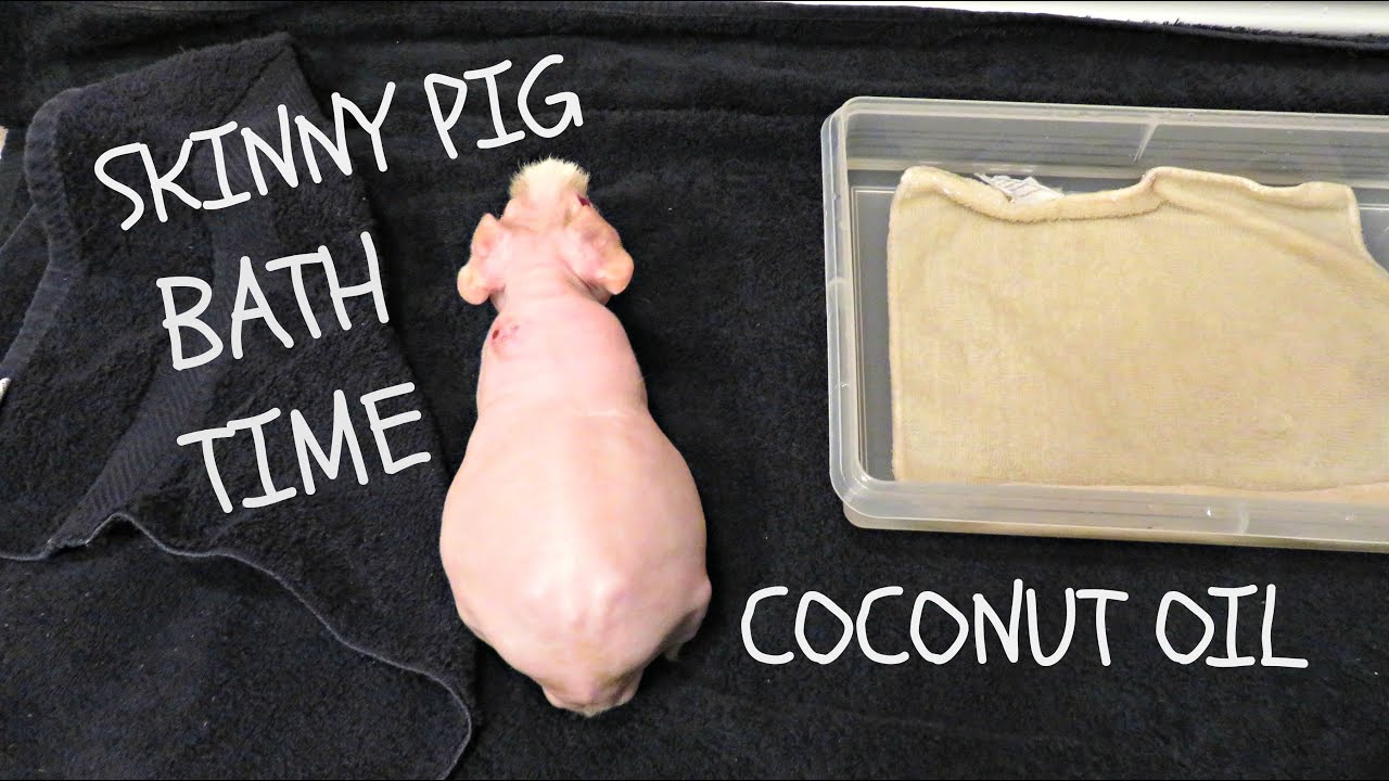 Ванна Skinny Pig и кокосовое масло *Демонстрация в прямом эфире*