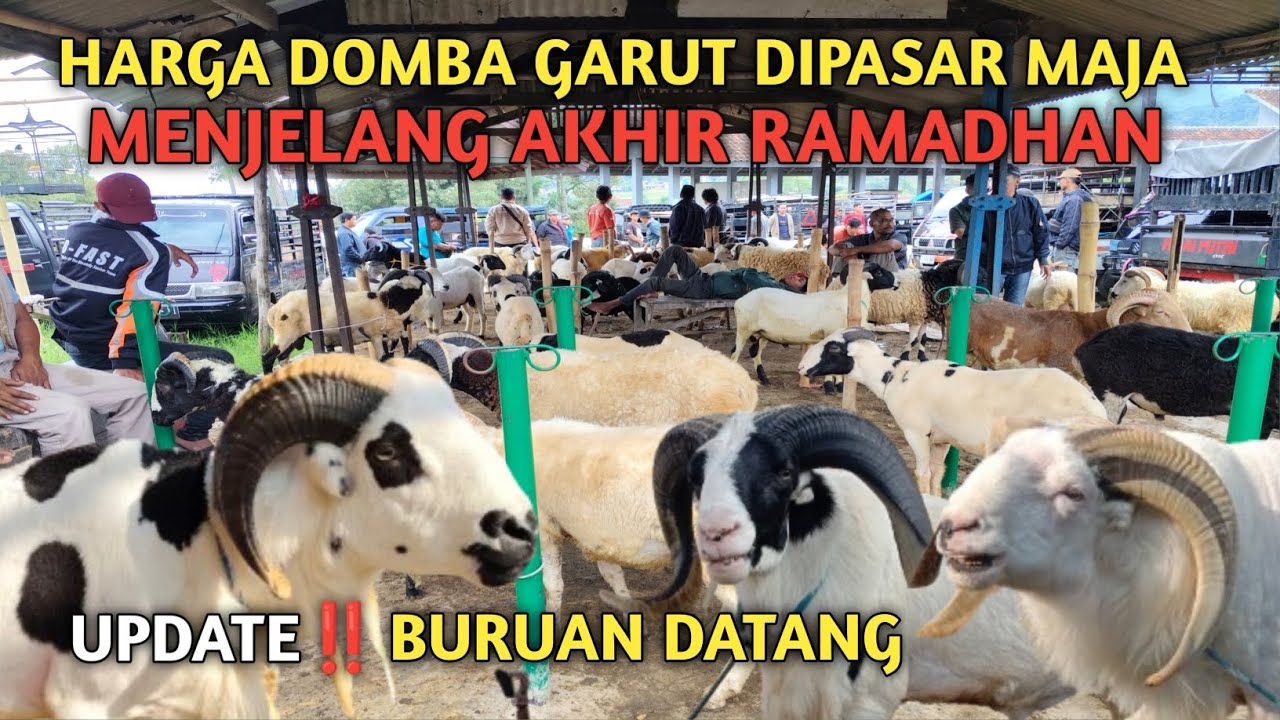 BURUAN DATANG‼️HARGA DOMBA GARUT DI PASAR MAJA JAJALON, PETET DAN BAHAN QURBAN