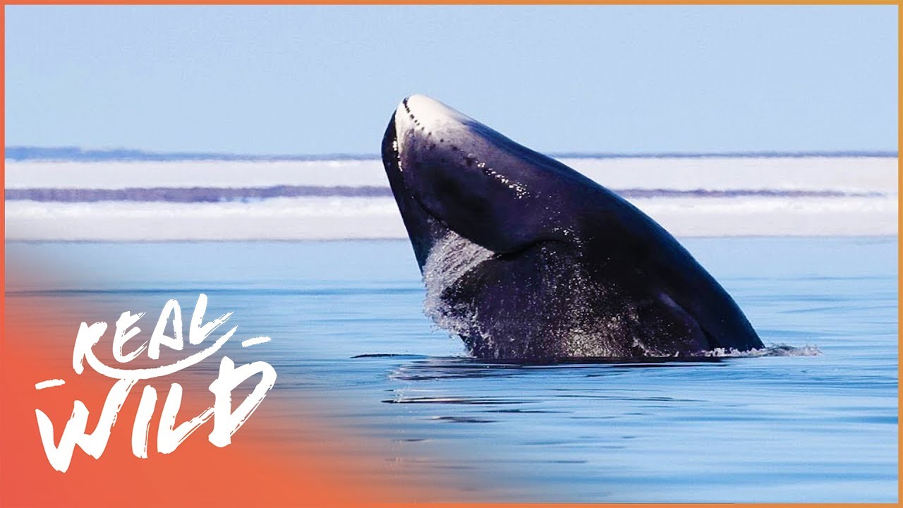 Immortals Of The Arctic: The Bowhead Whale | Real Wild  Channel