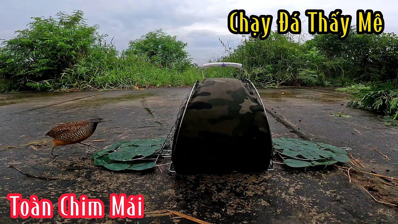 Khai Trương Lục Mới Chim Cút Chạy Đá Thấy Ham | Đam Mê Săn Bắt