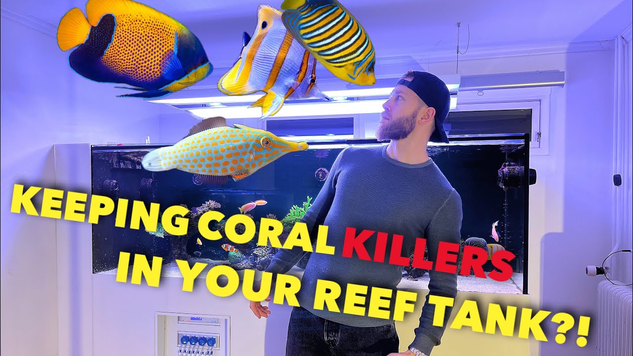 Keeping none “REEF SAFE” fish in a reef tank? #angelfish #reefsafe