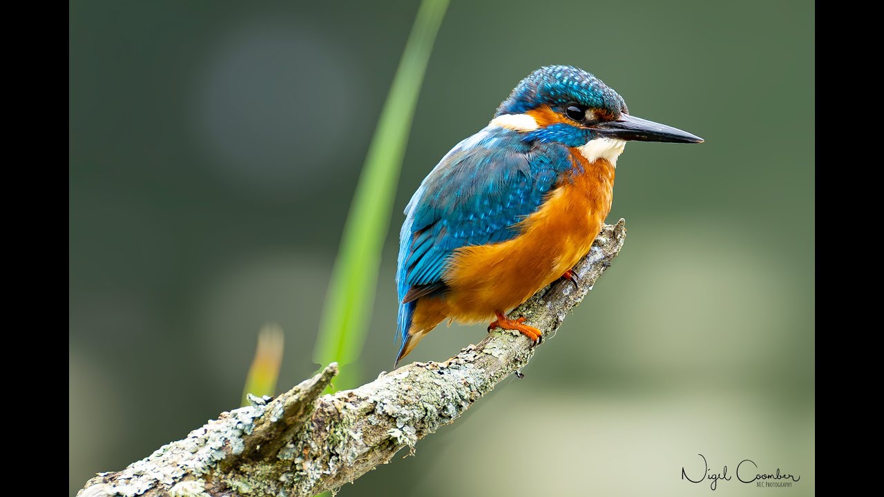 Warnham Nature Reserve,  Kingfisher  photos