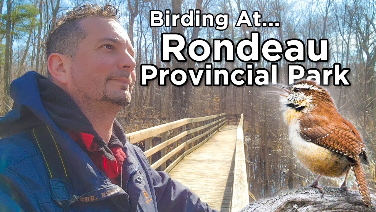 Birding at Rondeau Provincial Park
