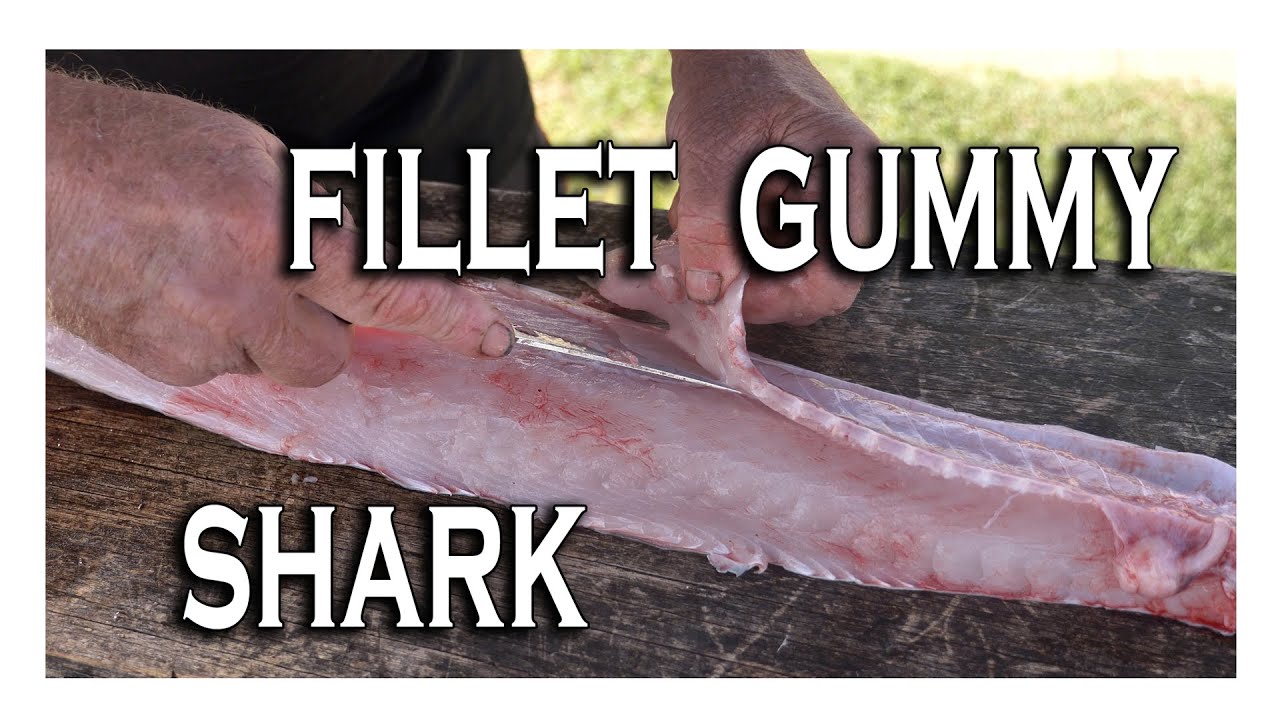 Как разделать мармеладную акулу на филе | Smooth Hound