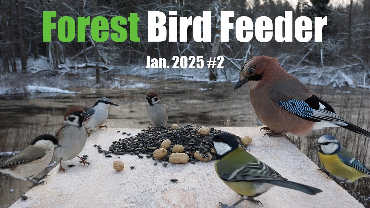 Forest Bird Feeder [ Jan. 2025 #2 ]