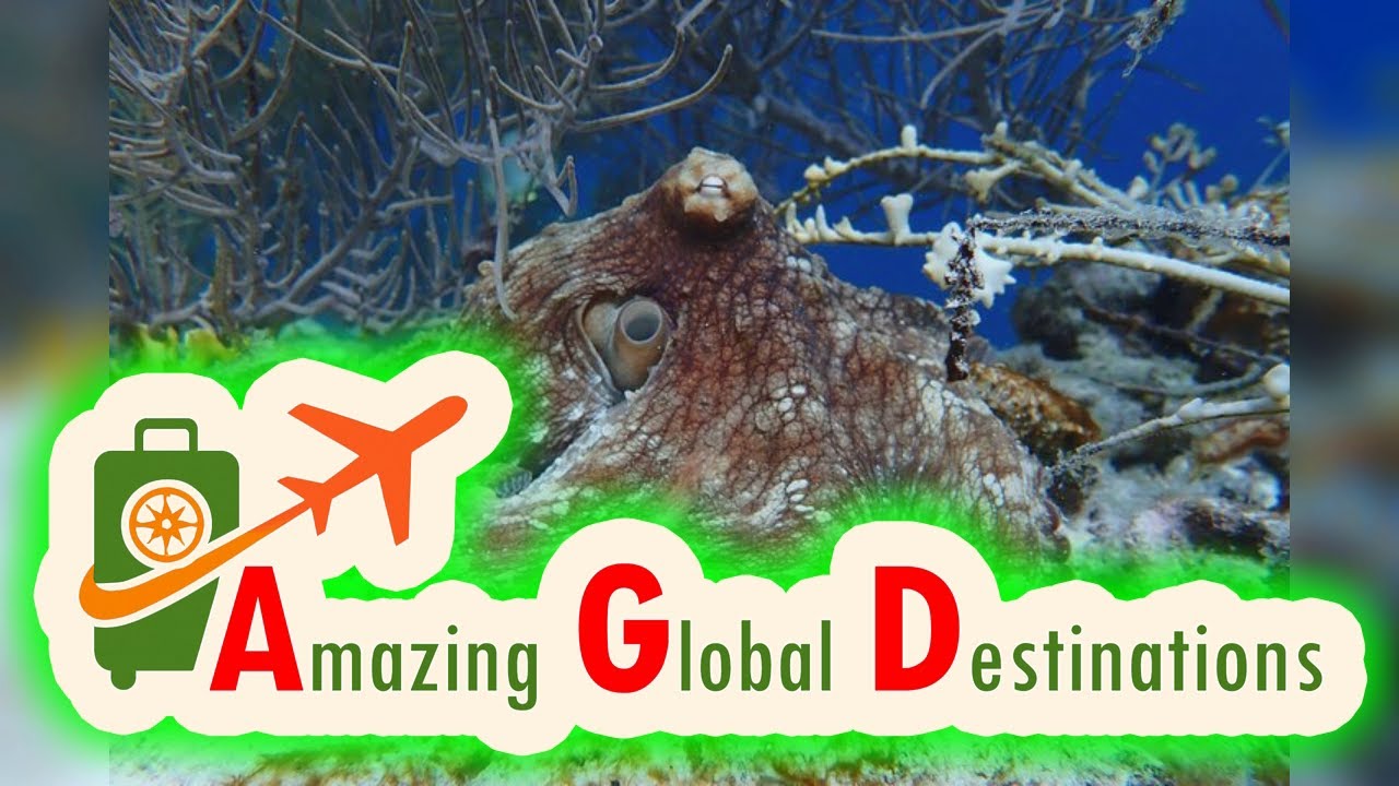 AGD - Review Klein Bonaire Snorkeling Excursion – Marine Park Tour