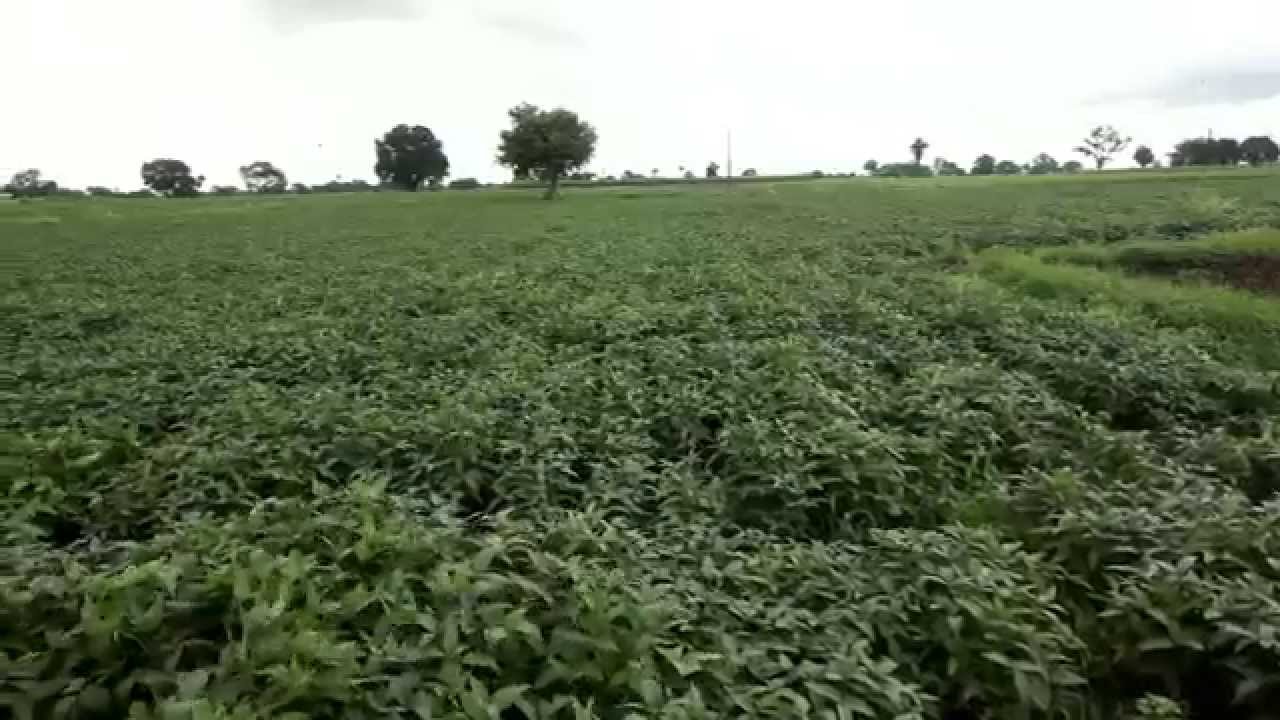 BASF SOYA SAMMRUDHI