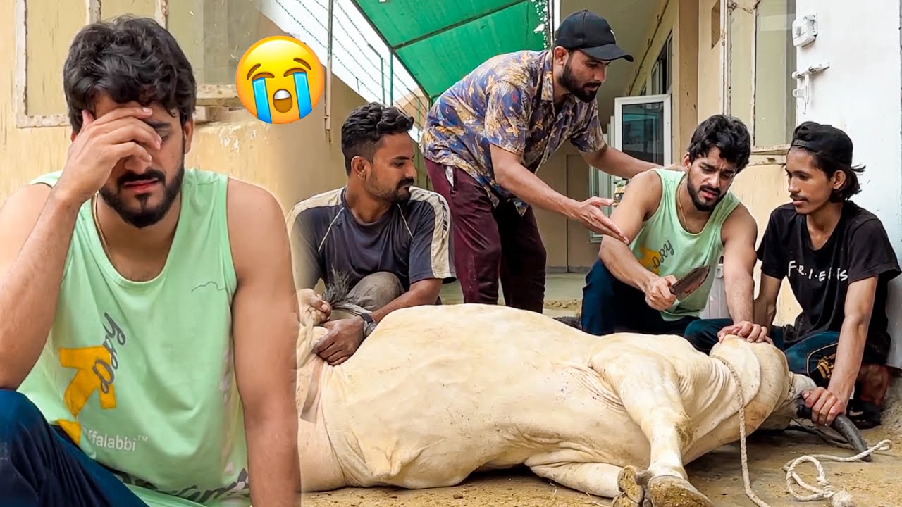 ALHAMDULILLAH APNI COW KO QURBAN KARDIA 😭| EMOTIONAL | MISHKAT KHAN