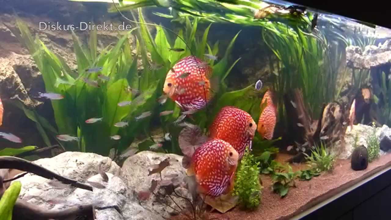 Diskus-Direkt Kundenaquarium von Dr. Reese