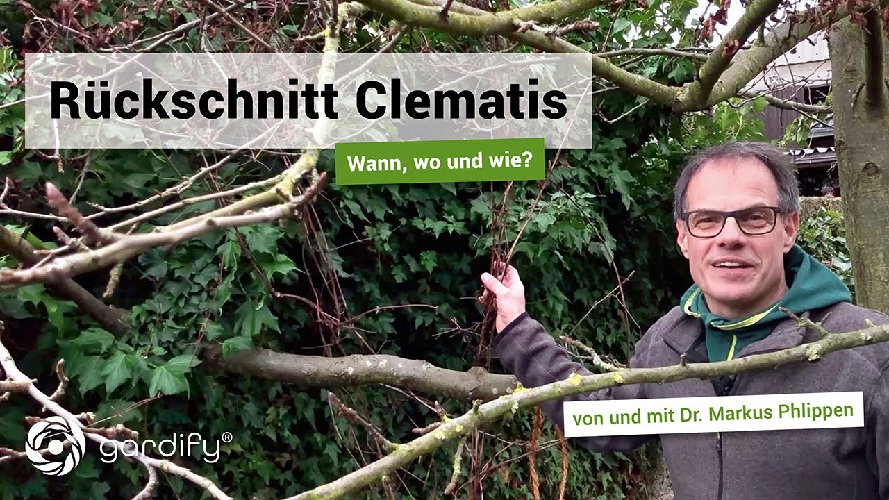 Rückschnitt Clematis: Wann, wo und wie!   | gardify Tipps
