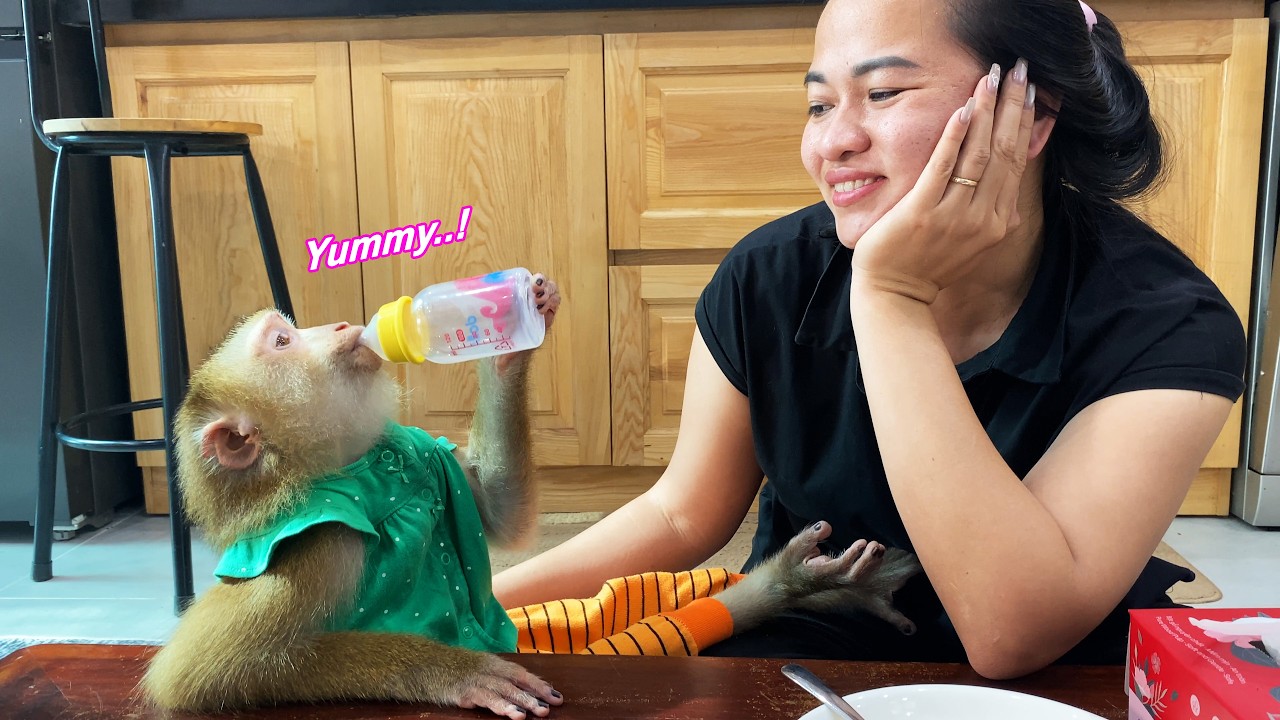 So cute🥰 Monkey Lyly has an ingrained habit of loving her favorite baby bottle.