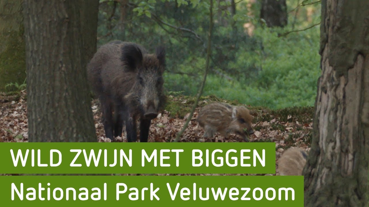 Wild zwijn met biggen | Nationaal Park Veluwezoom