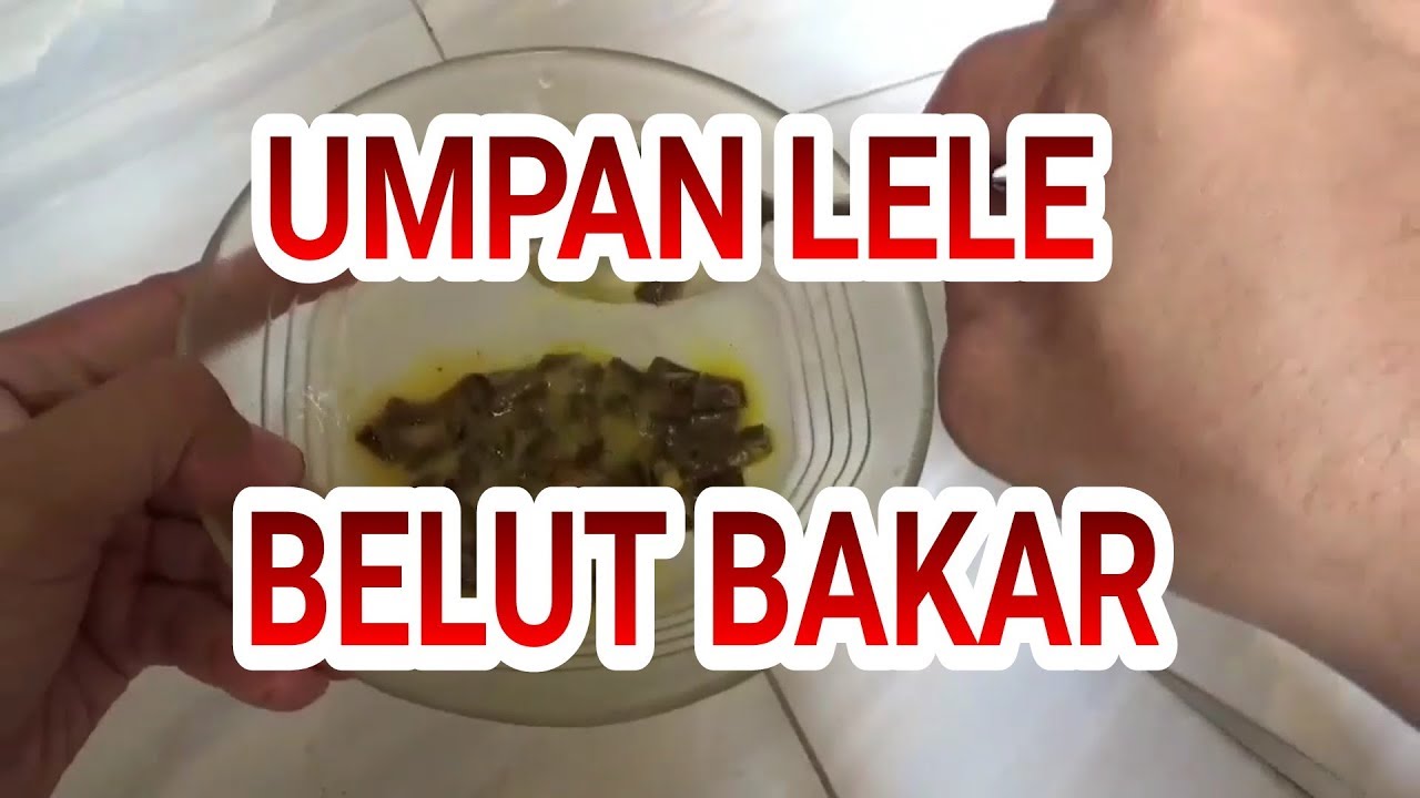 UMPAN MANCING LELE JITU belut bakar