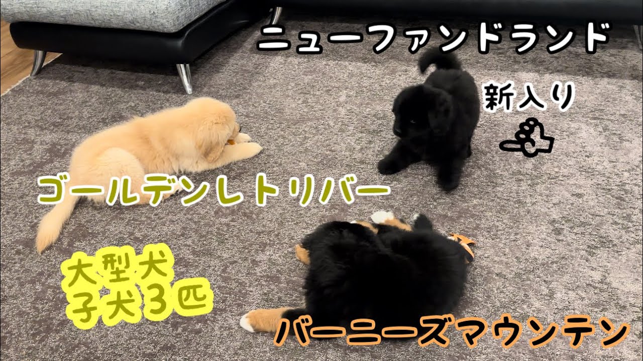 【新しい家族】ニューファンドランドの赤ちゃん見たことある？？#dog #puppy #犬