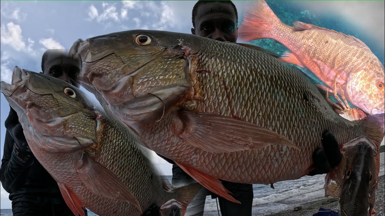 SPEARING GIANT 13 POUNDER SNAPPER ON THE SHALLOW MAN |VS| GIANT MUTTON SNAPPER UNDERWATER