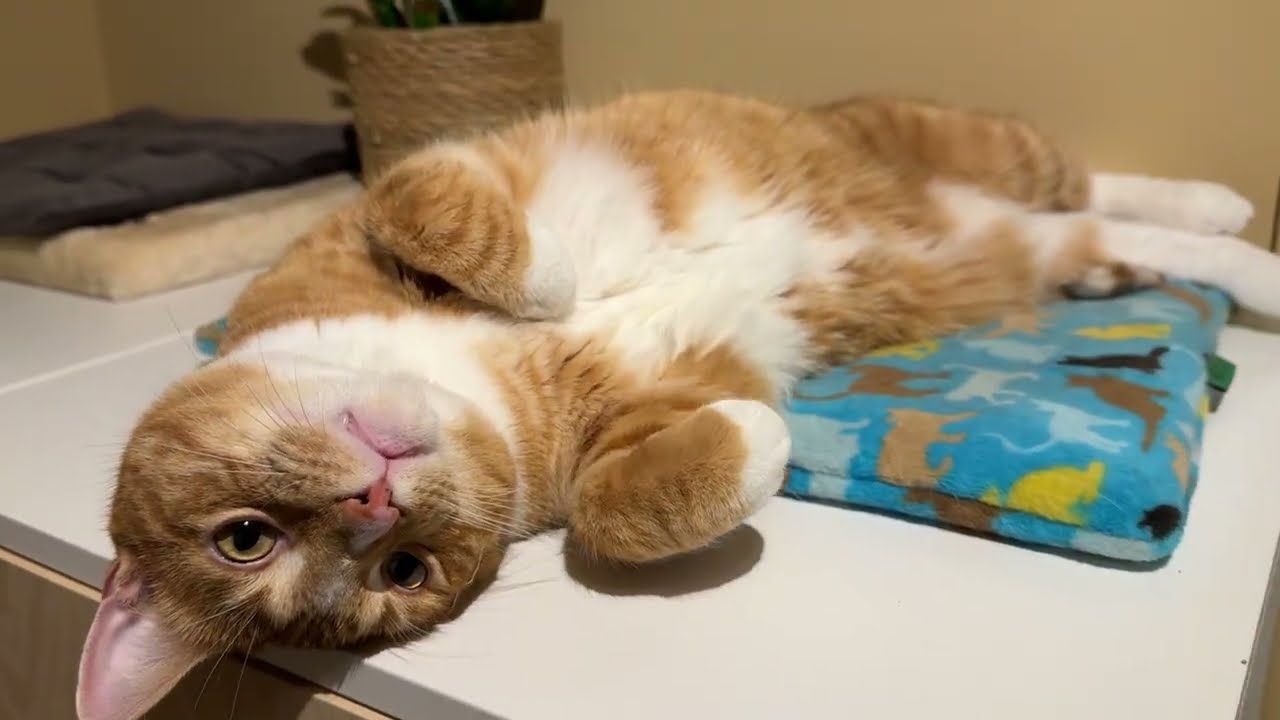 Cute orange cat gently asking for pets