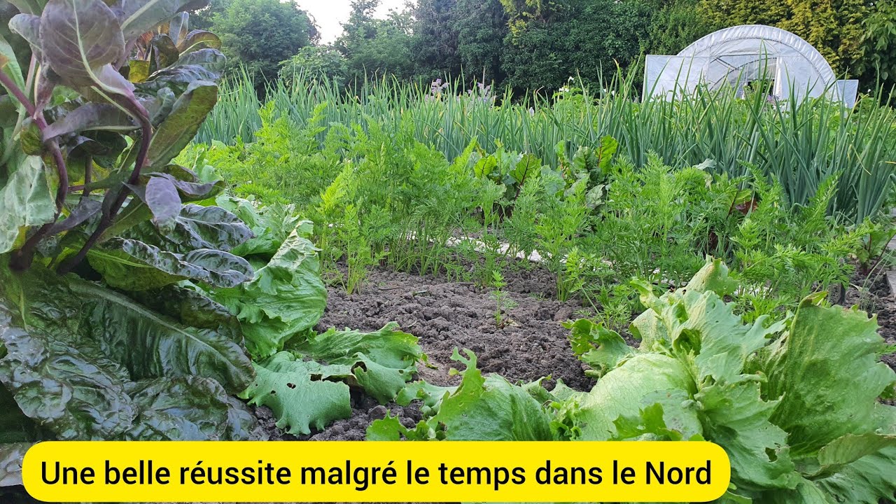 Potager au début de juillet  2024