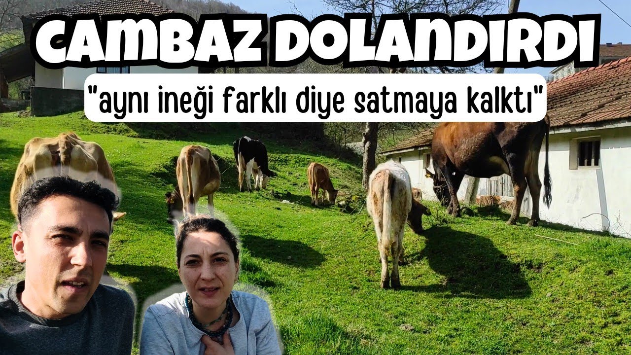 Hayvancılığa Başlarkenki Dolandırılma Hikayemiz