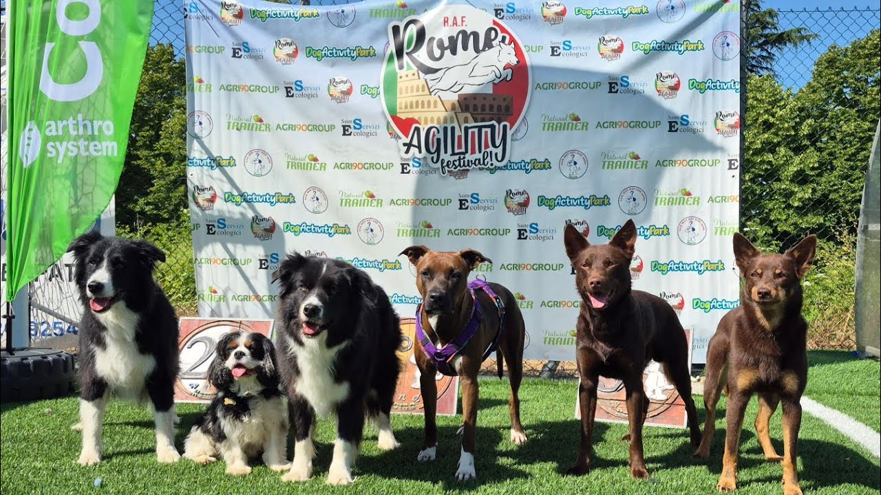 🇮🇹 ROME AGILITY FESTIVAL 🇮🇹 - Australian Kelpie Bexx 🔥